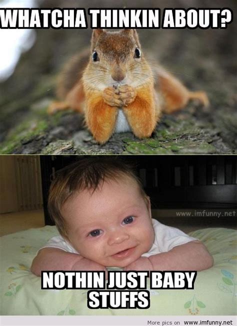 Baby Animal Funny Quotes Quotesgram
