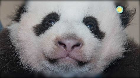 Help Us Name Our Giant Panda Cub At The Smithsonians National Zoo