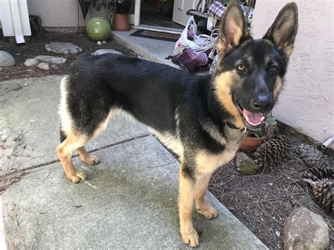 Very Underweight 8 Month Old Pup Page 2 German Shepherd Dog Forums