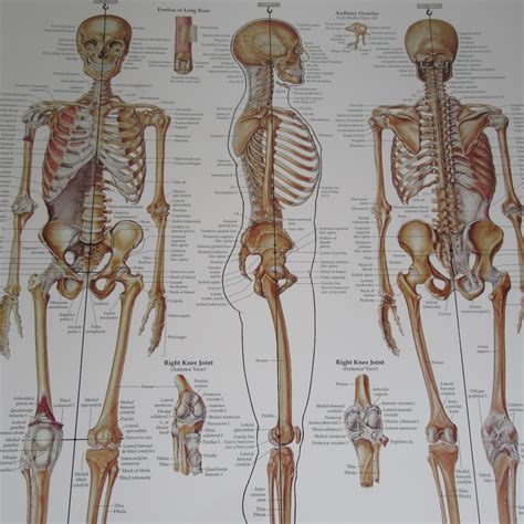 Large Anatomical Chart Company The Skeletal System Poster