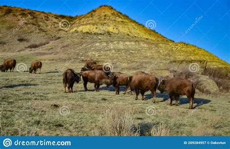 The American Bison Or Buffalo Bison Bison The Theodore Roosevelt