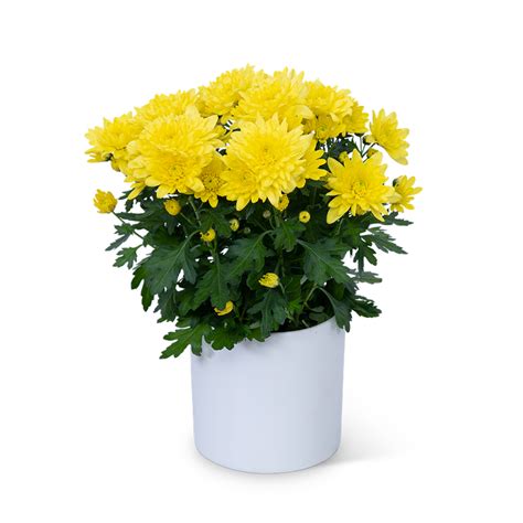 Yellow Chrysanthemum Plant Alpharetta Florist - Flower Delivery in ...