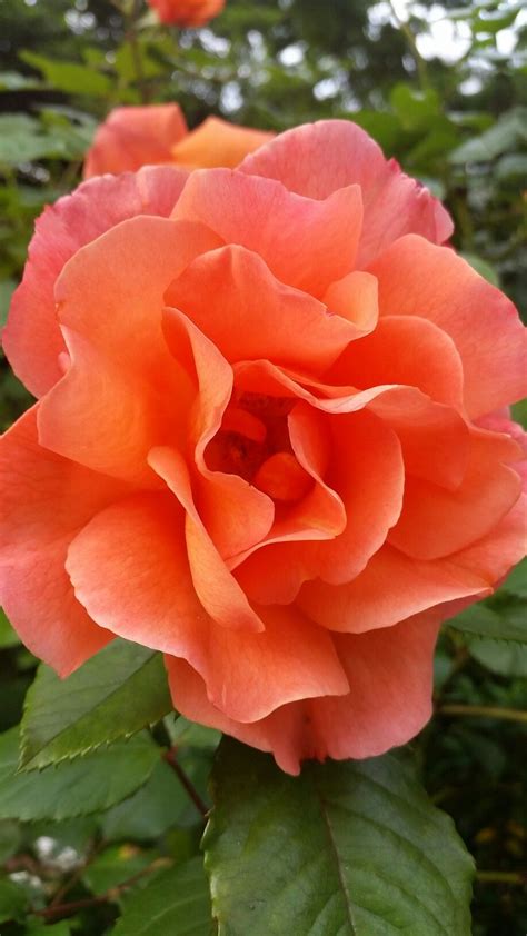 Peach Or Coral Rose 2016 Coral Roses Peach Roses Blush Roses White