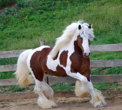 Gypsy Vanner Horse Pictures Photos And Images For Facebook Tumblr