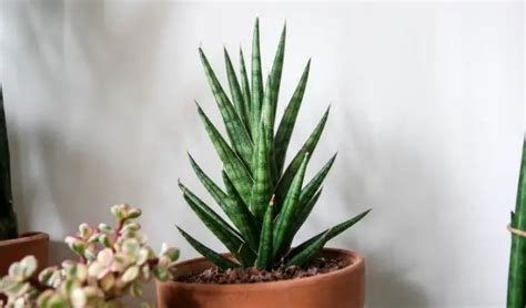 Plants That Look Like Aloe Vera Succulents Nuplantcare