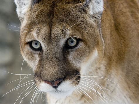 Eastern Puma Declared Extinct In United States 80 Years After The Last