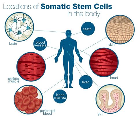 Stem Cell Quick Reference