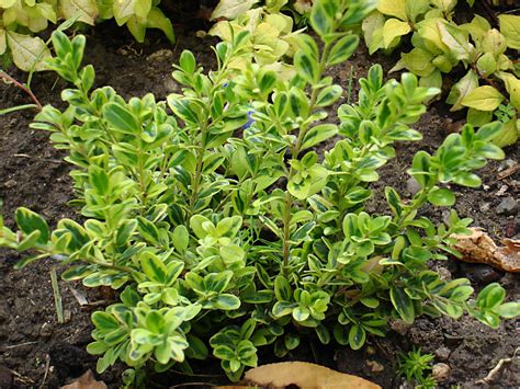 Buxus Microphylla Golden Dream Native Sons Wholesale Nursery