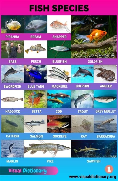 Aquatic Animals Wonderful List Of 35 Aquatic Animals For Students Artofit