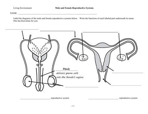 Draw A Well Labelled Diagram Of Male And Female Reproductive System