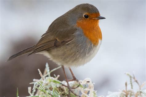 Nature Notes The Robin The Bird Most Synonymous With Winter