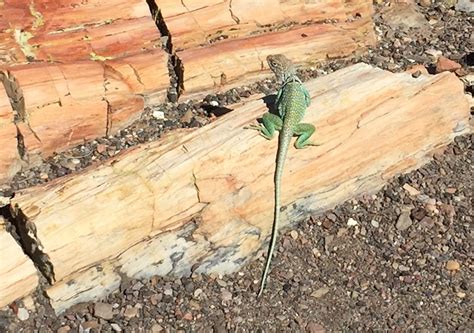 Illinois Lizards Inhs Environmental Education