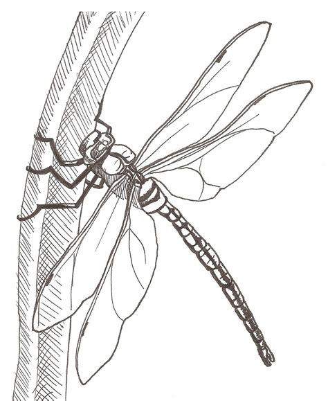28 Collection Of Line Drawing Of Dragonfly Dragonfly Drawing