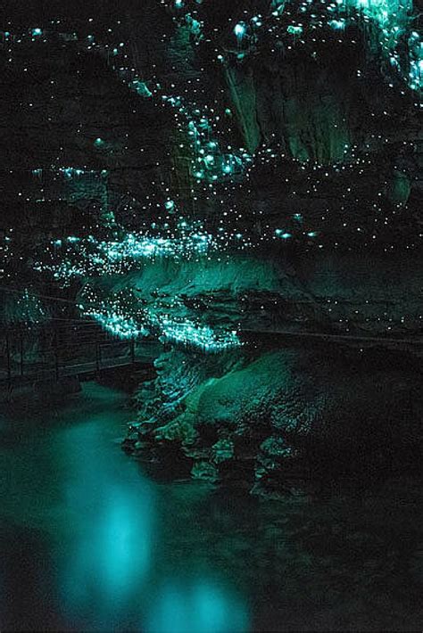 These make up the majority of their diet. Best Glow Worm Caves In New Zealand | 風景、旅行参考イメージまとめ、美しい場所