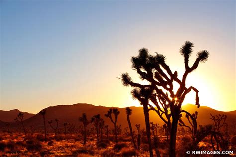Framed Photo Print Of Sunset Joshua Tree National Park California