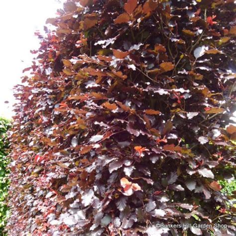 25 X Fagus Sylvatica Atropurpurea Purple Beech 60 80cm Bare Root