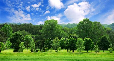 Background nature christmas tree christmas tree forest christmas background landscape spring winter. tree background - Google Search | Pemandangan yang indah ...