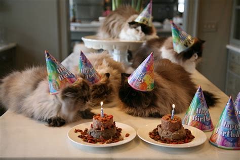 Help — my cat ate chocolate! How to make a Birthday Cake for Cats : Easy Recipe