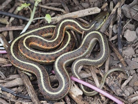 Grow to epic length by playing these snake games. Western Terrestrial Garter Snake (Wildlife of Steamboat ...