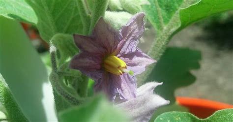 Where Is My Eggplant Flowers Pollen Imgur