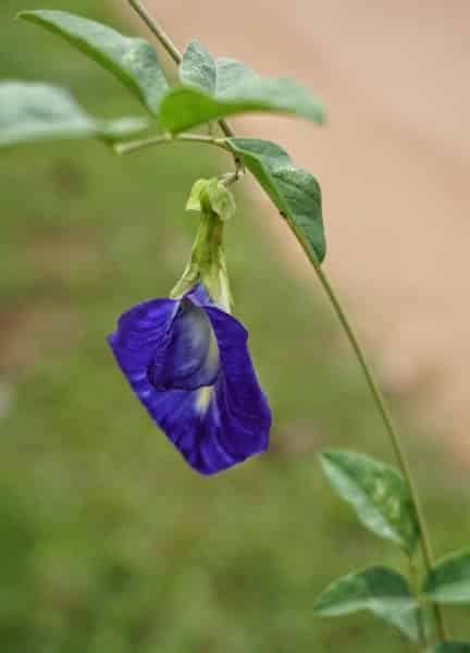 Talking about blue butterfly tea, it comes from the famous clitoria ternatea plant. Blue Tea - Benefits, Side Effects, Everything You Need to ...