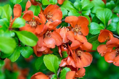 Flowering Japanese Quince Tree In The Garden On A Clear Day Stock Image
