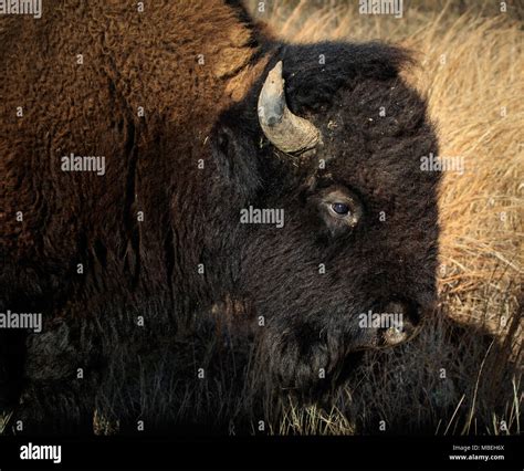 Buffalo American Bison In The Wichita Mountains National Wildlife