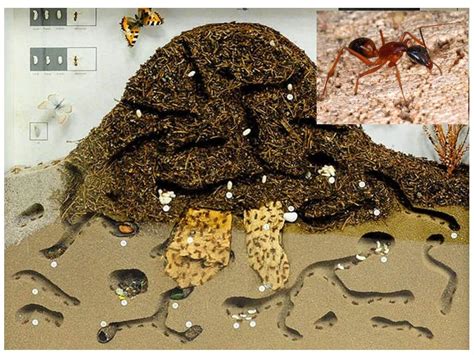 L'animal la pose sur une fourmiliere, & lorsqu'il la voit couverte de fourmis, il la retire, & il avale ces insectes dont il fait sa nourriture ; Comment est la fourmilière