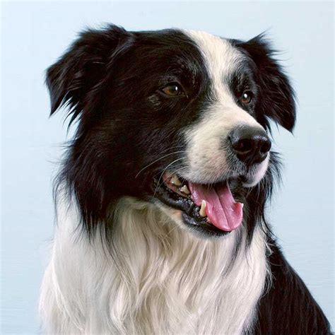 53 Border Collie Breed Information Pic Bleumoonproductions