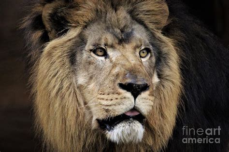 Lion Photograph By Paulette Thomas Fine Art America
