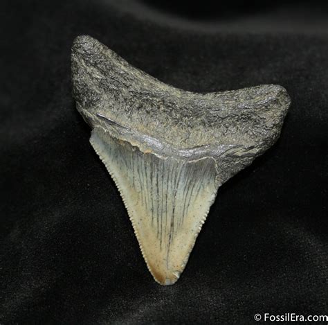 235 Inch Megalodon Tooth Georgia 697 For Sale