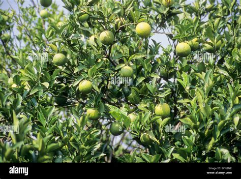 Sweet Lime Tree Hi Res Stock Photography And Images Alamy
