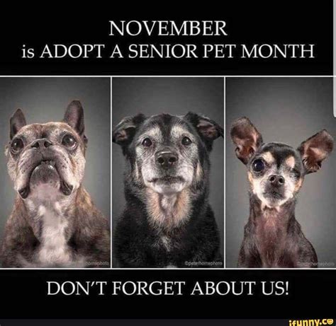 November Is Adopt A Senior Pet Month Dont Forget About Us