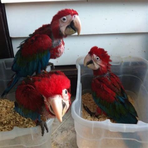 Scarlet Macaw Babies Best Bird Breeders Farm