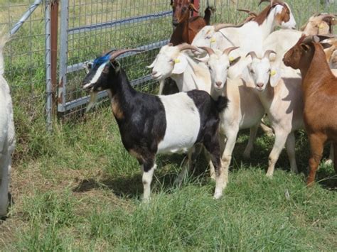 Lot 401 48 Goats Mixed Sex Auctionsplus