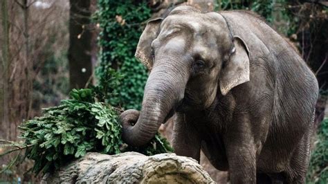 Elefante Mata Mulher E Reaparece No Seu Funeral Para Pisar O Corpo