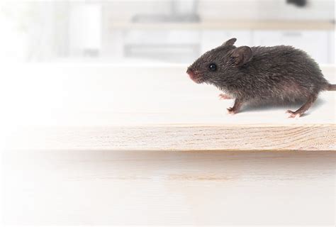 Types Of Mice In The Uk Fantastic Pest Control