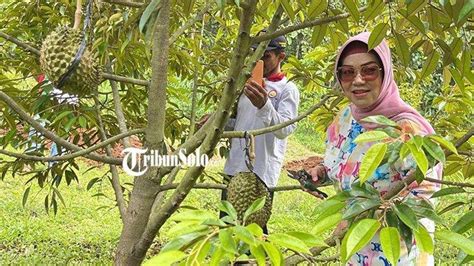 Ada Durian Alpukat Kualitas Premium Di Sukoharjo Bupati Etik Harap