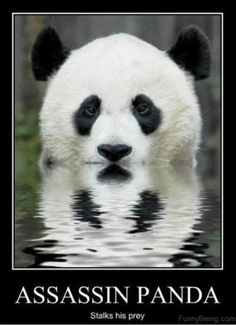 80 Cute Panda Memes
