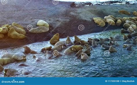 Walruses On Shores Of Arctic Ocean Aero View On New Earth Vaigach