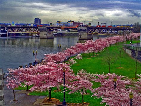 Cherry Blossoms Along The River In Portland Oregon Oregon Portland