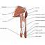 Muscle Diagram Of Upper Arm  Muscles Right Wood Print By