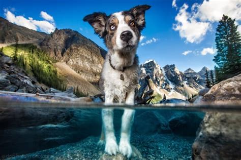Meet 10 Of The Best Dog Photographers Domestika