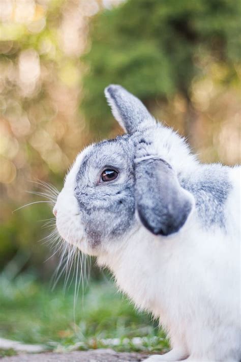 Portrait Of A Cute Dutch Rabbit Stock Image Image Of Pretty Fluffy