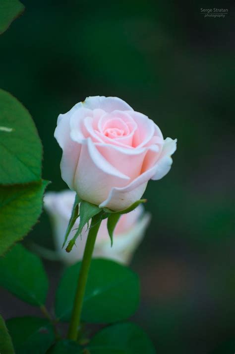 Incredible Compilation Of 999 Stunning Pink Rose Images In Full 4k Quality