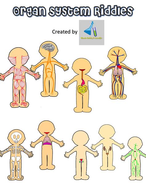 This type of activity helps to build vocabulary while developing word recognition skills. Human Body Systems Riddles | Human body systems, Body ...