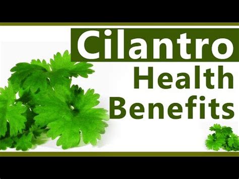 There's no sign of leaf damage, just nibbling the stems down. Top 10 Benefits of Cilantro - Uses Coriander or Cilantro ...