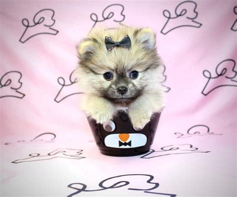 Buffy Teacup Pomeranian Puppy Found Her New Loving Home With Maria