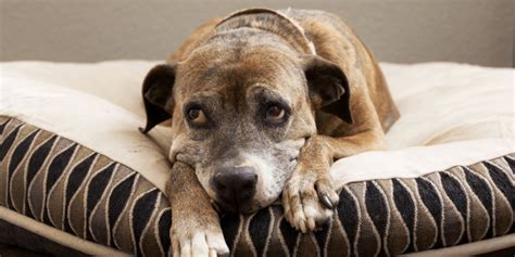 How To Treat Anxiety In Senior Dogs Topdog Health