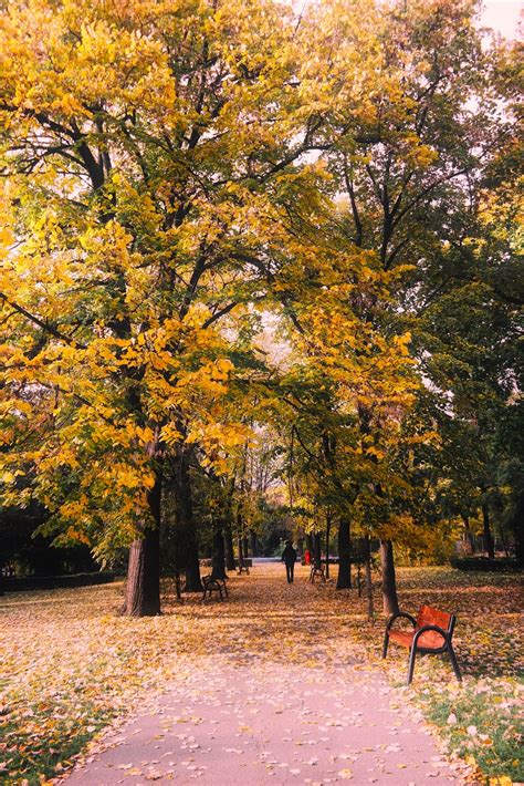 Free Images Landscape Nature Forest Path Leaf Fall Walkway